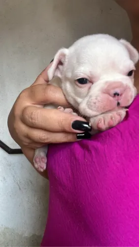 Filhote buldogue francês fêmea