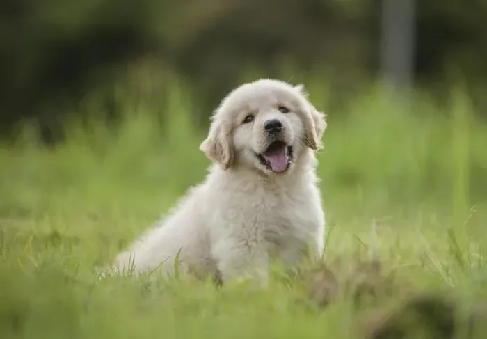 Filhotes de Golden Retriever | Encanto para toda a família.