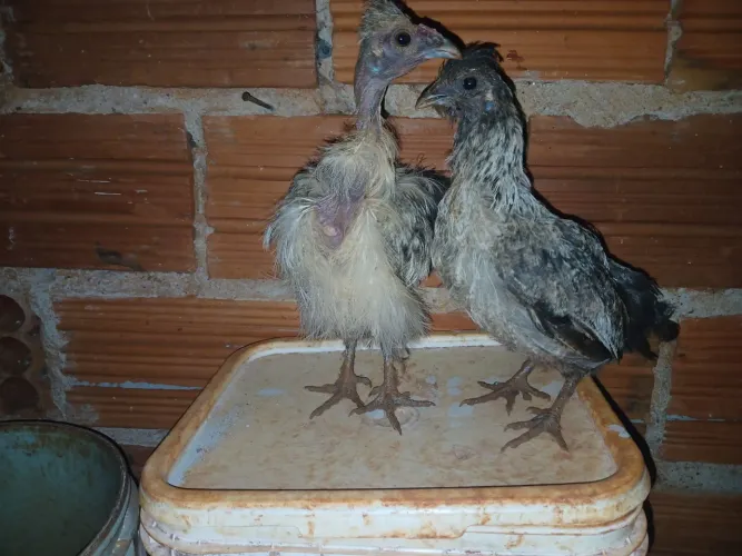 Pintinhos galizé