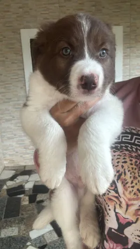 Um amigo inseparável, cheio de energia e amor para dar.