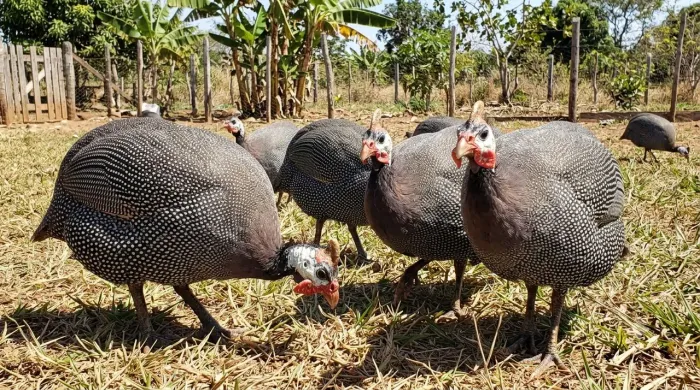 Galinhas da Angola adultas jovens