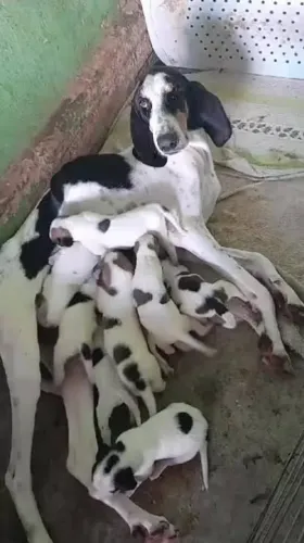 Perdigueiro x labrador LINDOS FILHOTES DISPONIVES 