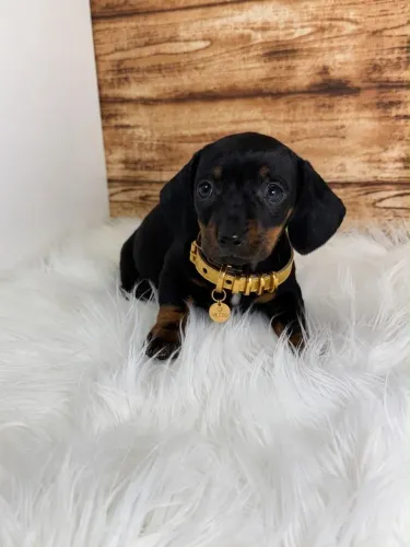 Dachshund Fêmea