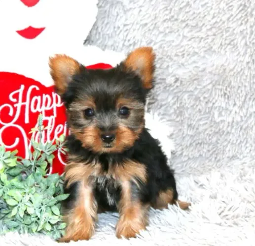 Yorkshire Terrier,Yorkshire Terrier Filhote Top Padrão da Raça