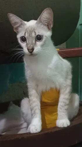Gatinha de olhos azuis 