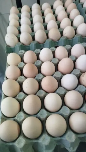 Ovos de galinha. labeu rouge galado
