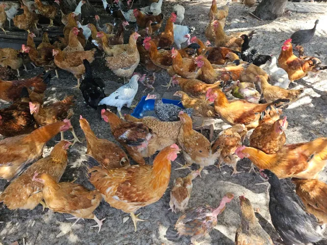 Aves caipiras, galinhas e galos de quintal! 