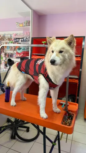Procura-se namorada husky para acasalar