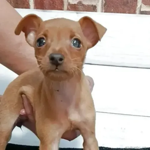 Bebezinho dócil e companheiro Pinscher/Pincher/Pinsher/Pintier