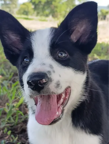 Border collie