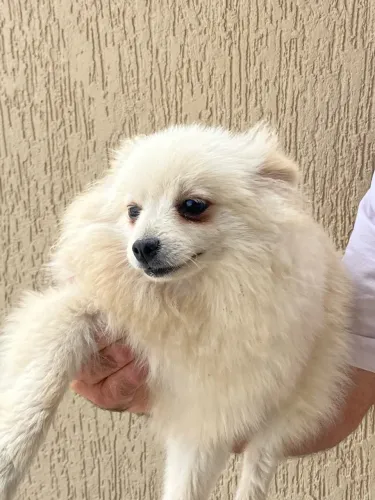 Lulu pomerania
