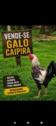 1 galo 100 , ou os 2 por 180