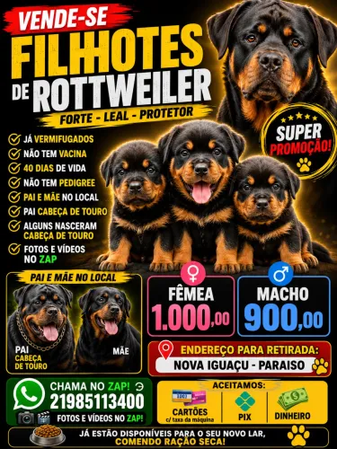 Filhotes de rottweiler
