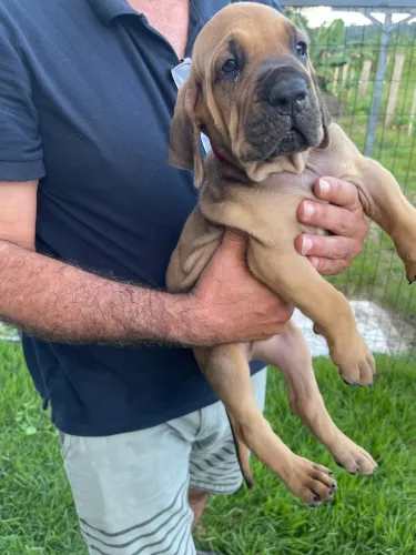 Fila brasileiro 
