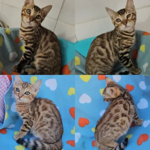 Bengal Filhotes - Gatil BSB Cat