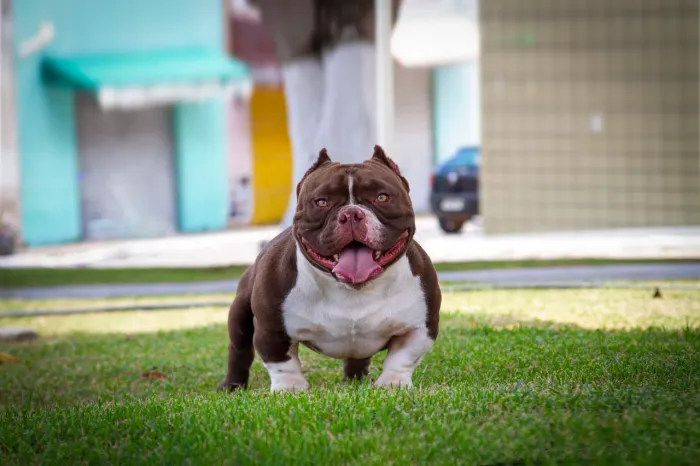 American Bully para cobertura com 50% de desconto.