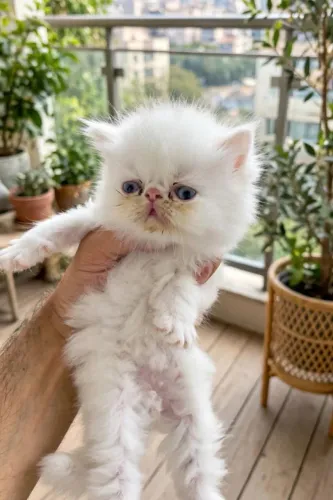 Vendo Lindo filhote De Gato Persa Show (macho)