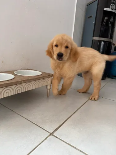 Lindo filhote de Golden Retriever!