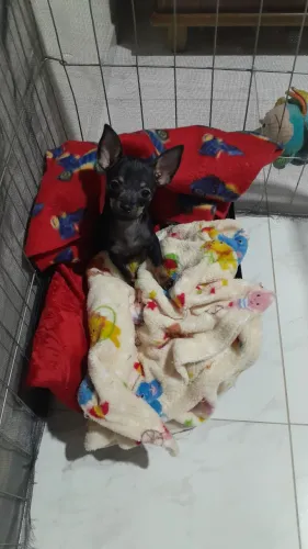 Vendo filhote de pincher fêmea vai fazer 4 meses