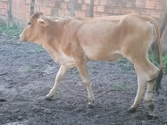 Bezerro e bezerra 2 mil cada 
