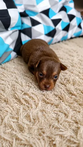 Pinscher macho 