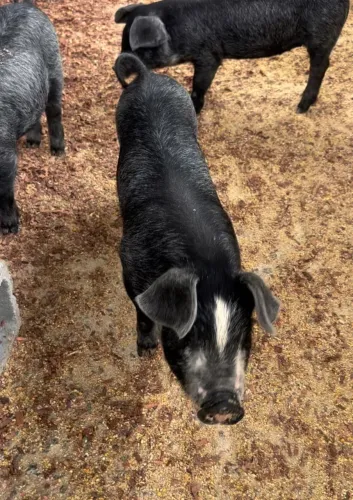 Leitões/Suinos carne premium marmorizada das Raças Moura, Duroc e Híbridos Berkshire