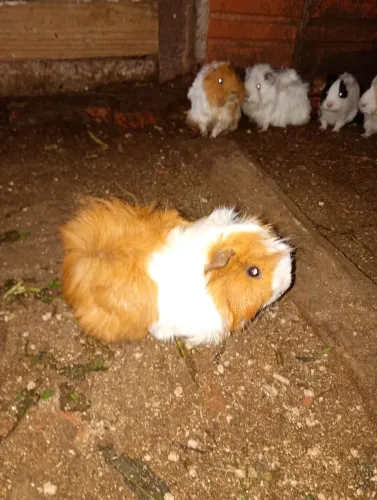 Porquinhos da índia