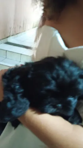 Vende linda fêmea shistsu valor 1400