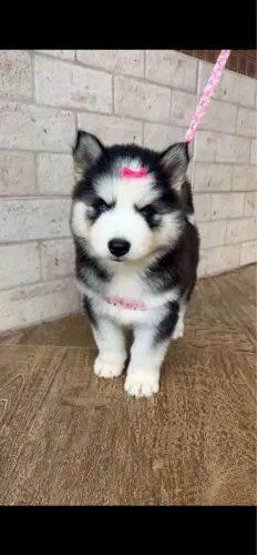 Husky siberiano Esse filhote vai deixar lembranças inesquecíveis