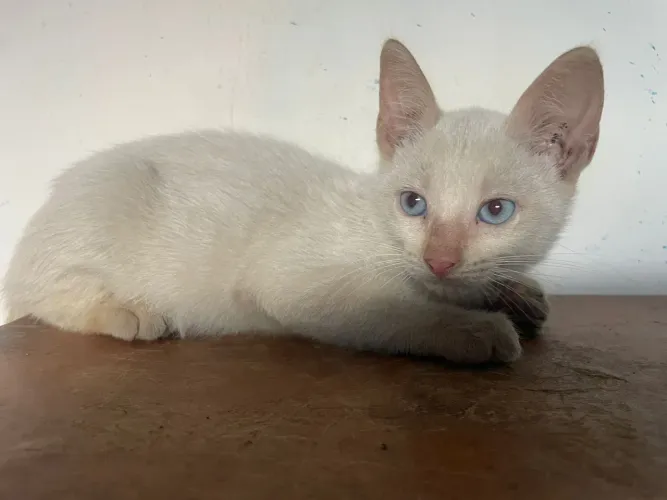 Gato branco de olho azul adoção