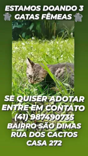 Estamos doando 3 gatas fêmeas com 2 messe e já estão comendo ração