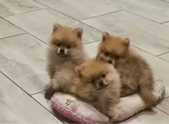Filhotes de Spitz Alemão | Um companheiro para viver momentos incríveis.