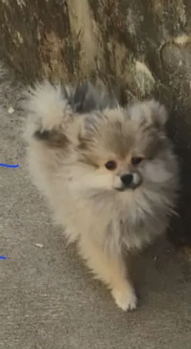 Spitz alemão anão femea com 4 meses 
