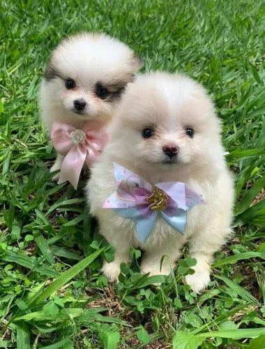 Lulu da Pomerânia 