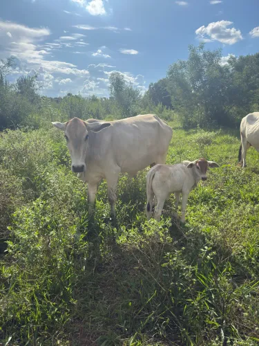 Vendo vaca com Bezerra