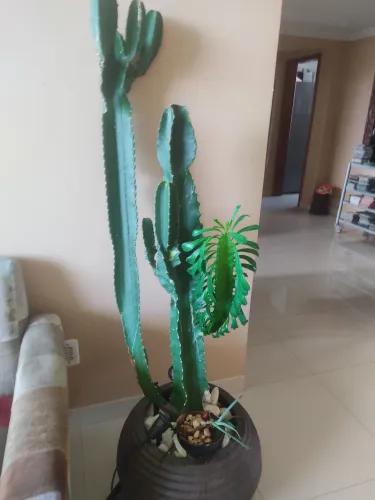 Cactus Mandacarú