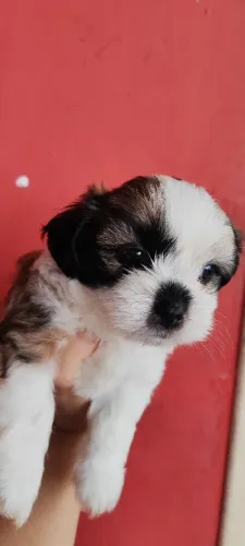 Shitzu