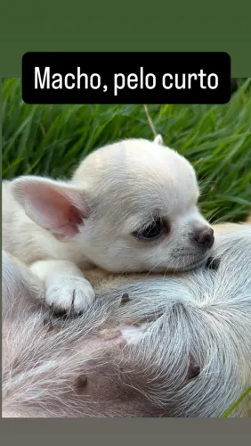 Filhotes de chihuahua
