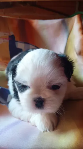 Pet