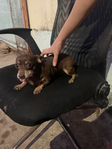 Cachorra pincher fêmea a procura de um namoradinho