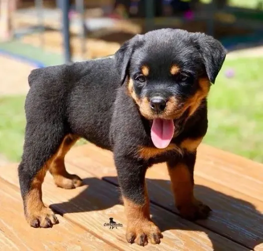 Rottweiler Mais alegria e carinho pra sua casa