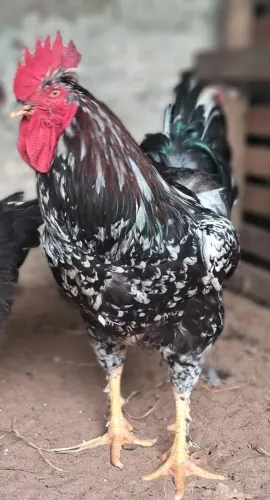 Vendo galo gsb