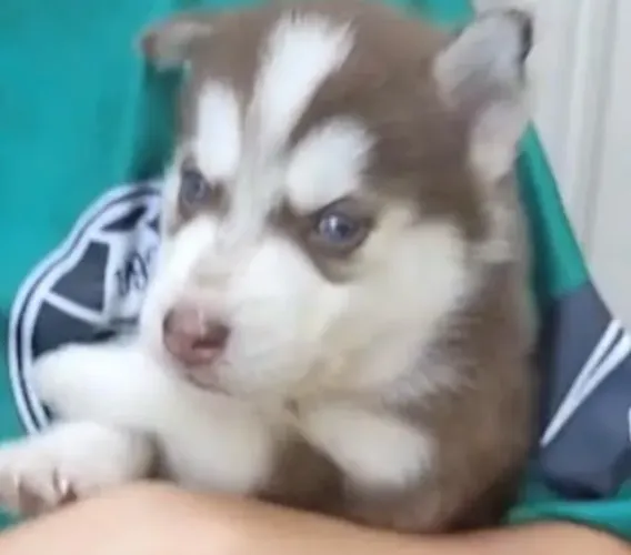 Husky siberiano red