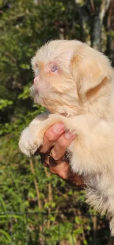 Albininho Macho olhos Azuis