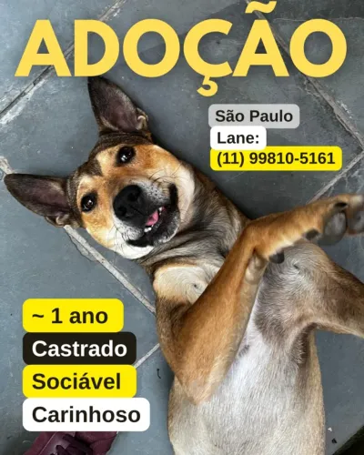 Adoção de cão