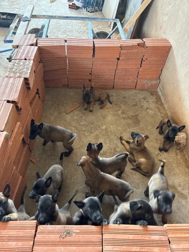 Filhotes de pastor belga Malinois 