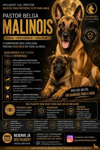 Pastor Belga Malinois