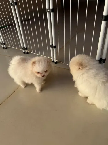 Lulu da Pomerânia anão lindo e muito fofinho