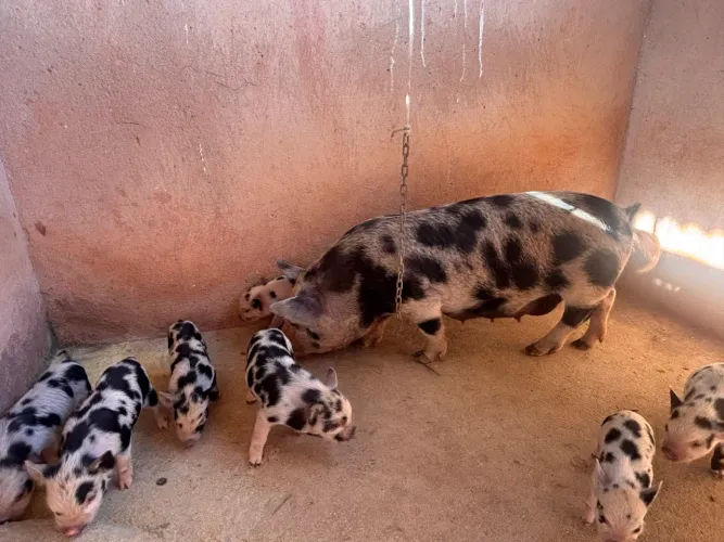 Porco caruncho, tamanho de mini Pig