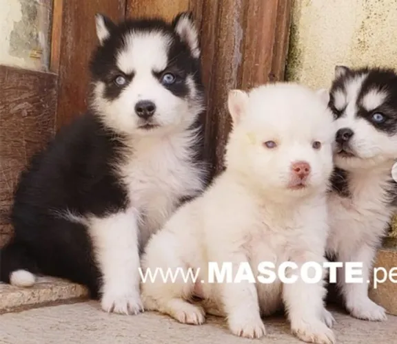 Husky Siberiano